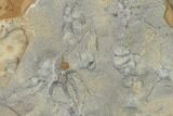 Jurassic Sea Star (Ophiopinna) Multiple Plate - France #155928-1